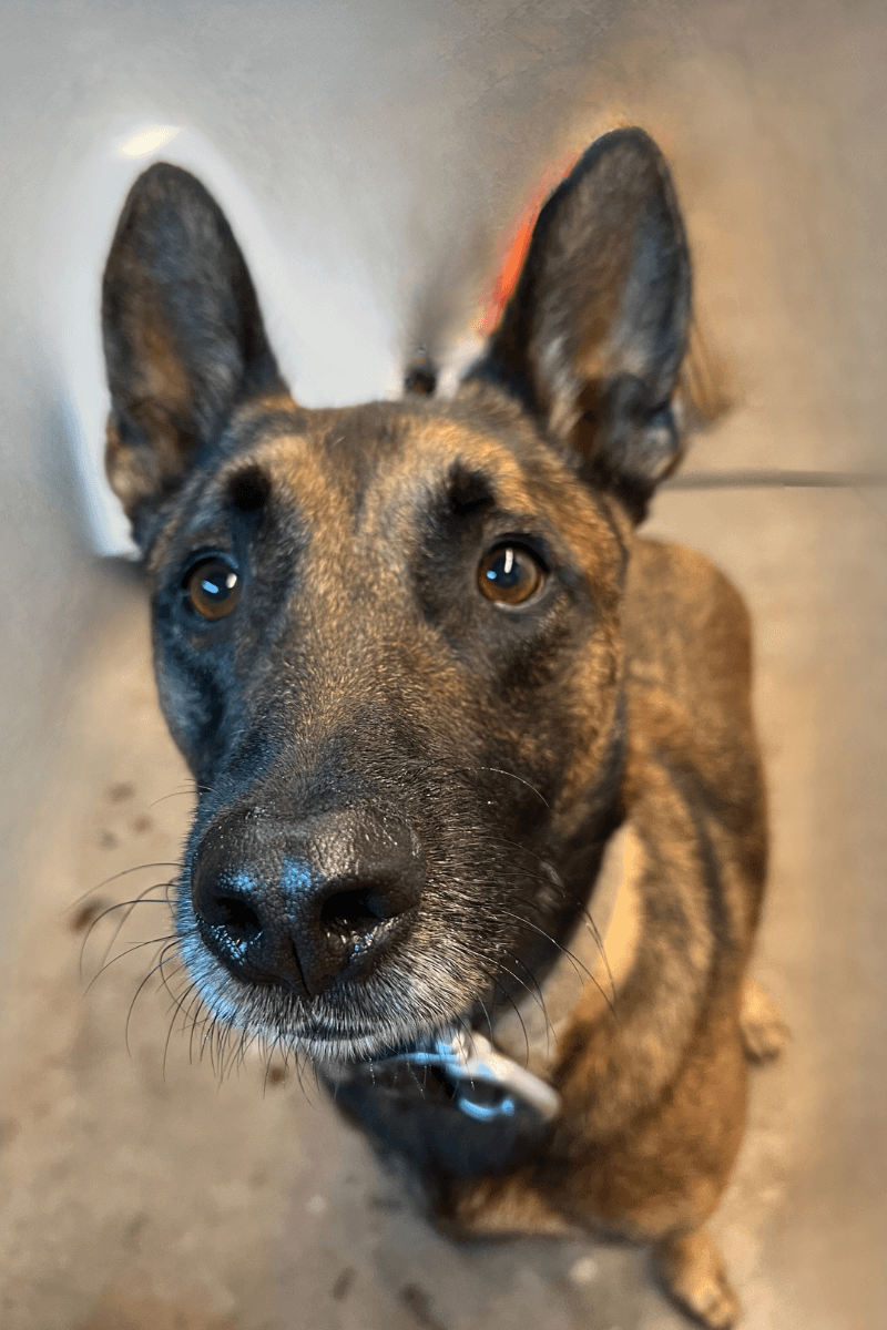 dog